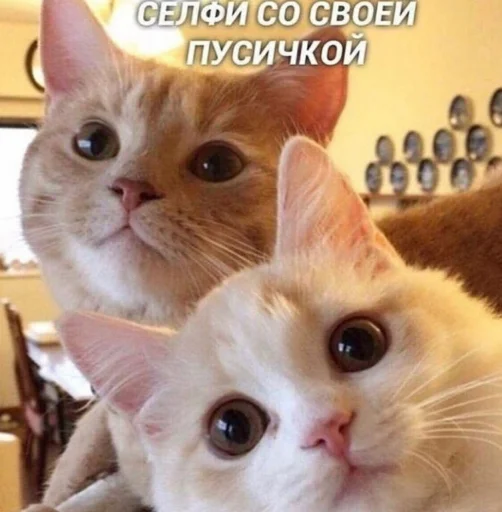 💕 Стикер «ᴥ» для Telegram