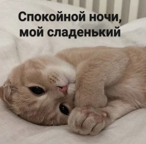 😴 Стикер «ᴥ» для Telegram