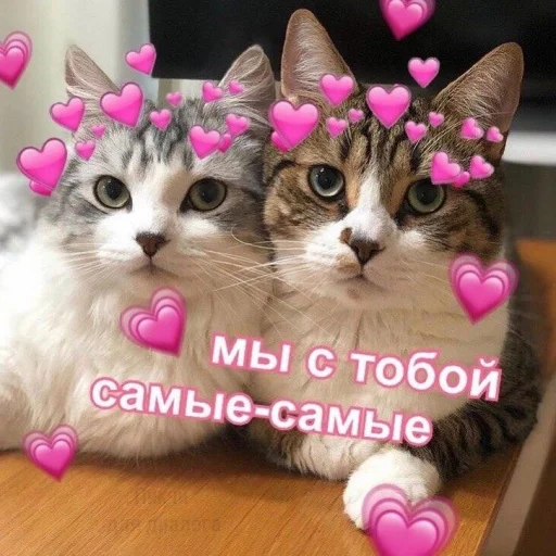 💞 Стикер «ᴥ» для Telegram