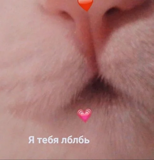 💋 Стикер «ᴥ» для Telegram