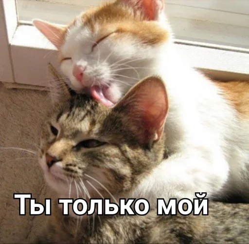 ❤️ Стикер «ᴥ» для Telegram