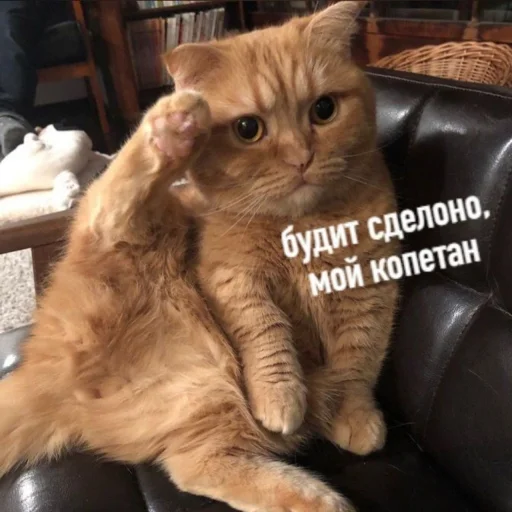 🫡 Стикер «ᴥ» для Telegram