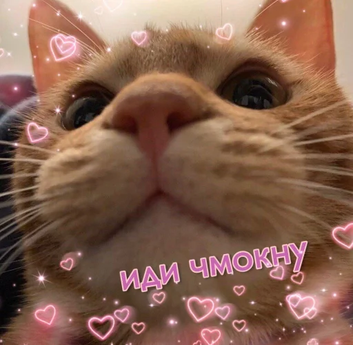 😽 Стикер «ᴥ» для Telegram