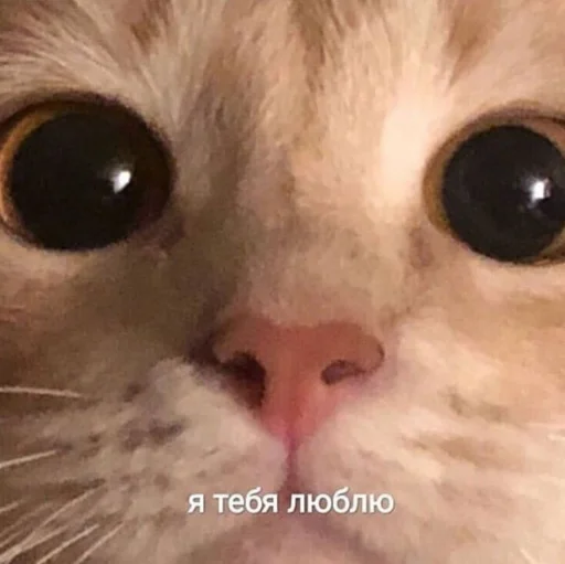 ❤️ Стикер «ᴥ» для Telegram
