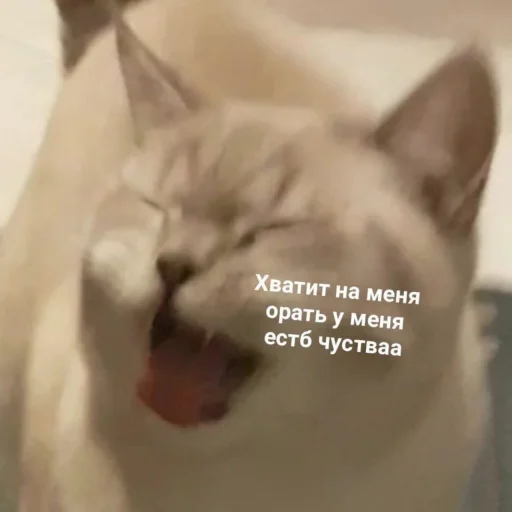 😫 Стикер «ᴥ» для Telegram