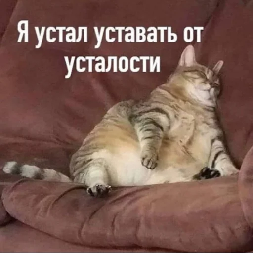 😓 Стикер «ᴥ» для Telegram