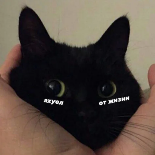 😶 Стикер «ᴥ» для Telegram