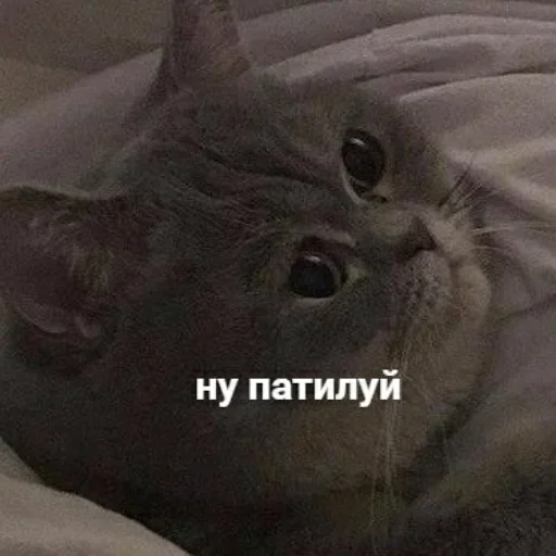 🥺 Стикер «ᴥ» для Telegram