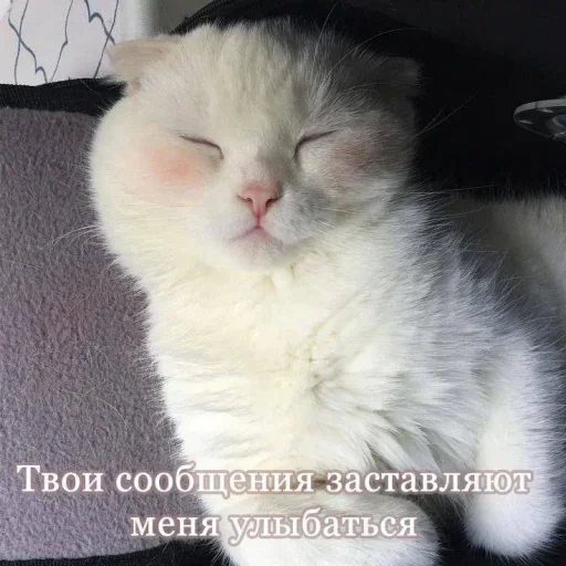 😶 Стикер «˶•ㅅ•˵» для Telegram
