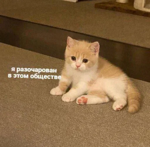 🙁 Стикер «˶•ㅅ•˵» для Telegram