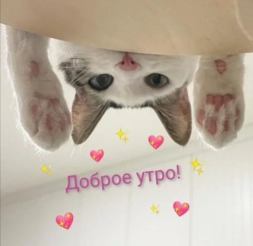 ☺️ Стикер «˶•ㅅ•˵» для Telegram