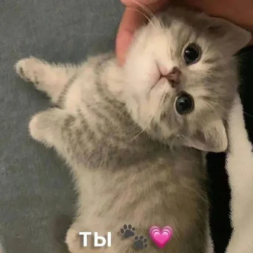 🫵 Стикер «˶•ㅅ•˵» для Telegram