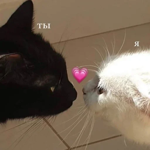 🫶 Стикер «˶•ㅅ•˵» для Telegram