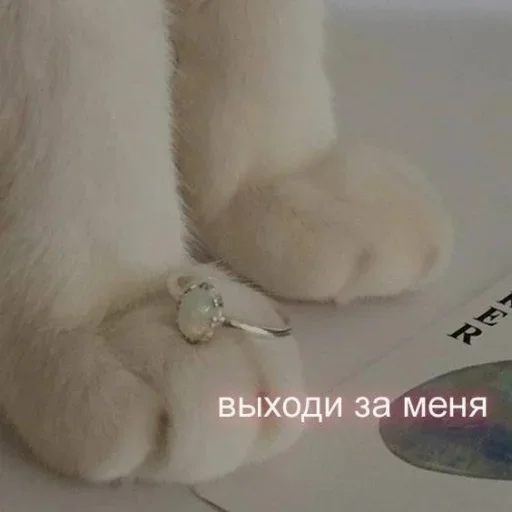 💍 Стикер «˶•ㅅ•˵» для Telegram