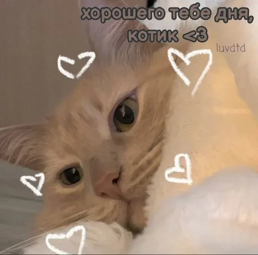 🤍 Стикер «˶•ㅅ•˵» для Telegram