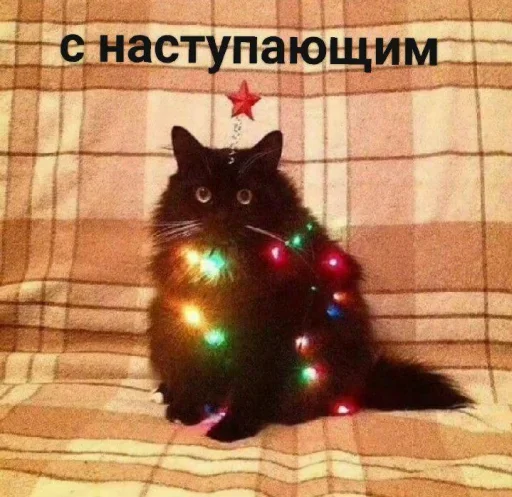 🎄 Стикер «˶•ㅅ•˵» для Telegram