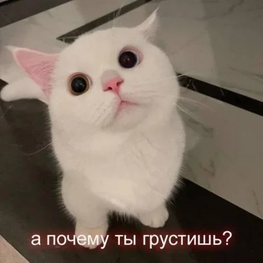 😢 Стикер «˶•ㅅ•˵» для Telegram