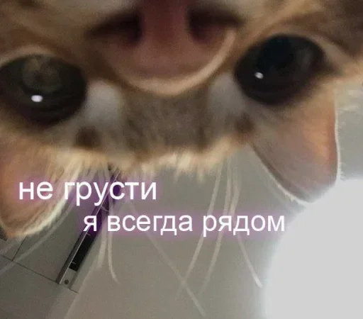 🙃 Стикер «˶•ㅅ•˵» для Telegram