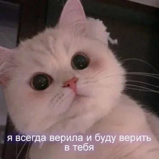 💝 Стикер «˶•ㅅ•˵» для Telegram