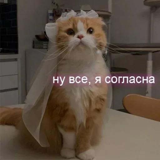 👰‍♀️ Стикер «˶•ㅅ•˵» для Telegram