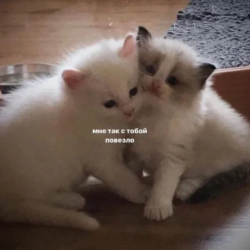 ❣️ Стикер «˶•ㅅ•˵» для Telegram