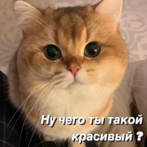 😍 Стикер «˶•ㅅ•˵» для Telegram