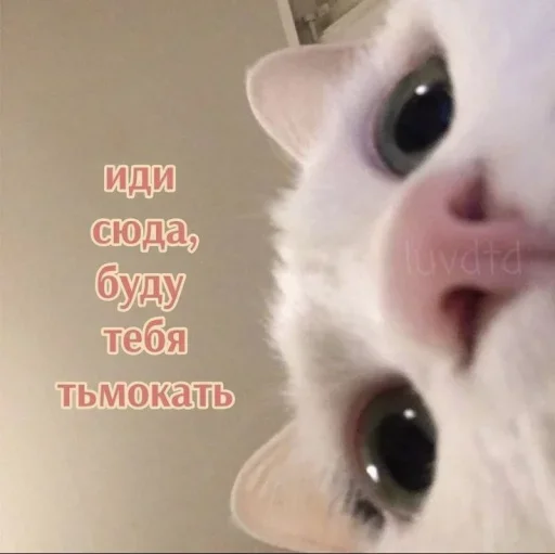 😙 Стикер «˶•ㅅ•˵» для Telegram