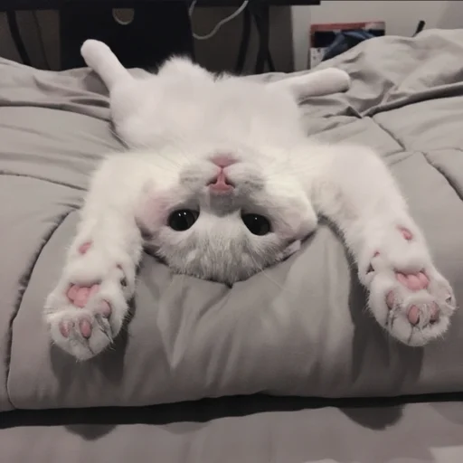 🍄 Стикер «cutecat^^» для Telegram