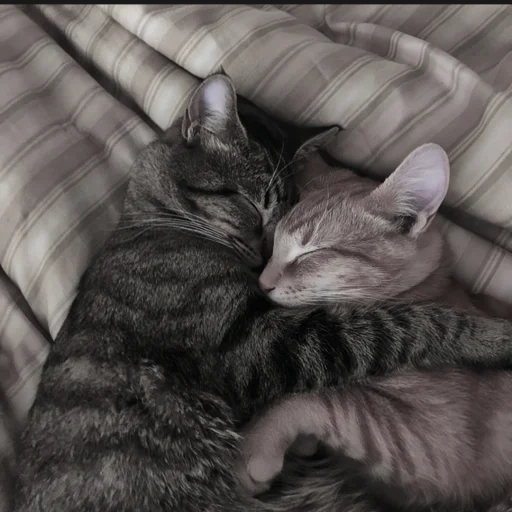 🍄 Стикер «cutecat^^» для Telegram
