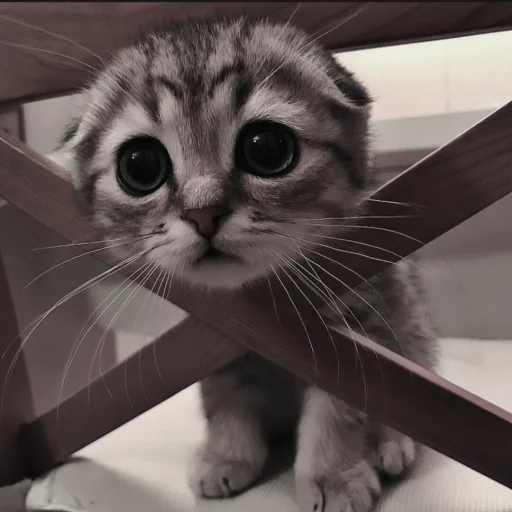 🍄 Стикер «cutecat^^» для Telegram