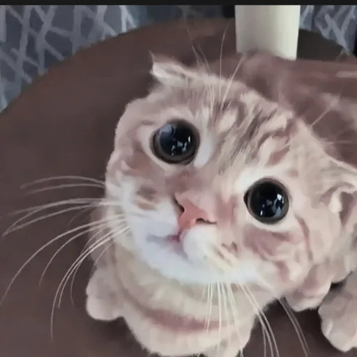 🍄 Стикер «cutecat^^» для Telegram