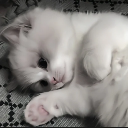 🍄 Стикер «cutecat^^» для Telegram