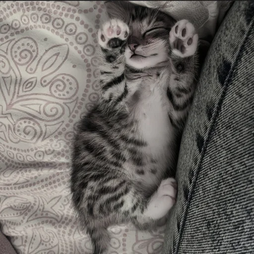 🍄 Стикер «cutecat^^» для Telegram
