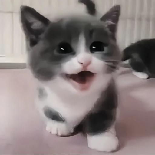 🍄 Стикер «cutecat^^» для Telegram