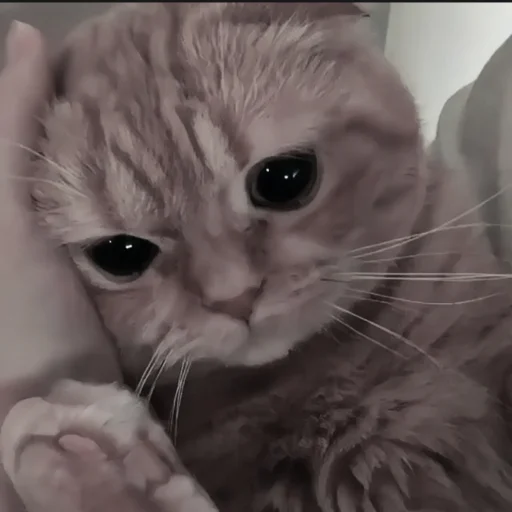 🍄 Стикер «cutecat^^» для Telegram