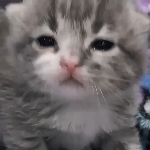 🍄 Стикер «cutecat^^» для Telegram