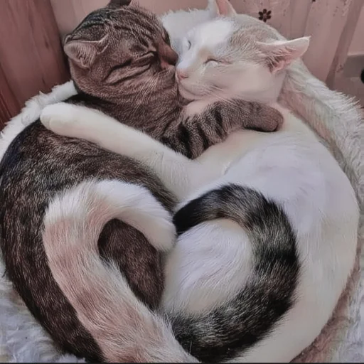 🍄 Стикер «cutecat^^» для Telegram