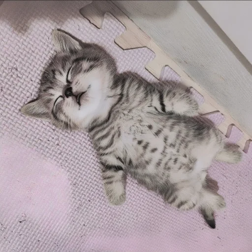 🍄 Стикер «cutecat^^» для Telegram