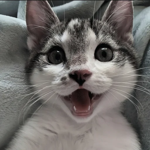 🍄 Стикер «cutecat^^» для Telegram