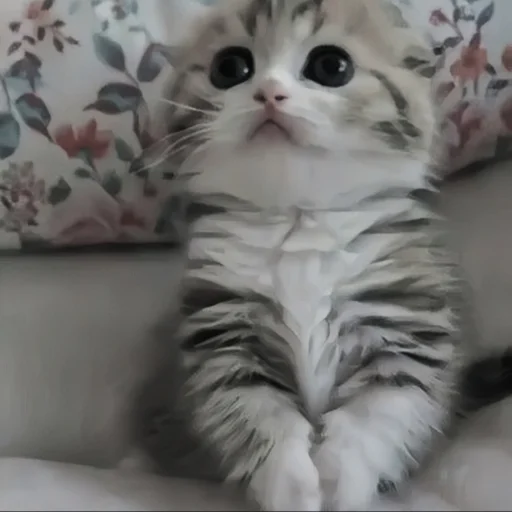 🍄 Стикер «cutecat^^» для Telegram
