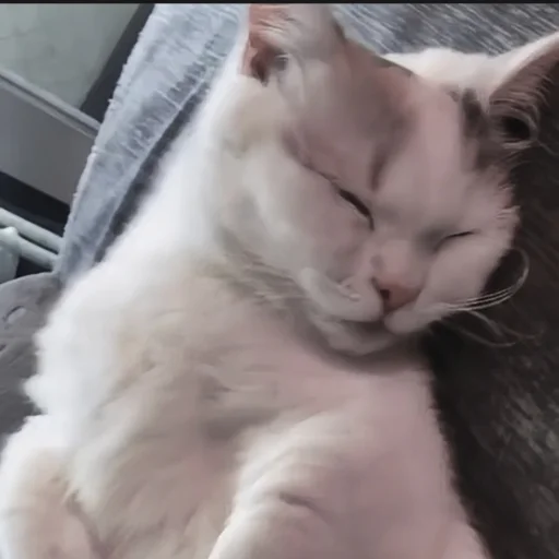 🍄 Стикер «cutecat^^» для Telegram