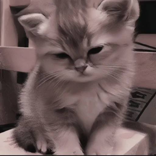 🍄 Стикер «cutecat^^» для Telegram