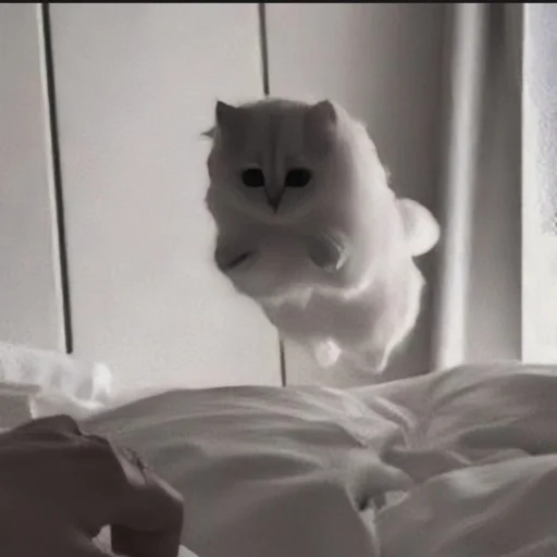 🍄 Стикер «cutecat^^» для Telegram