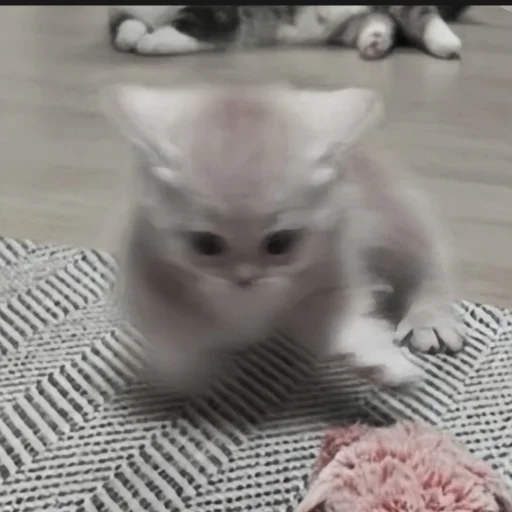 Стикерпак cutecat^^ для Telegram