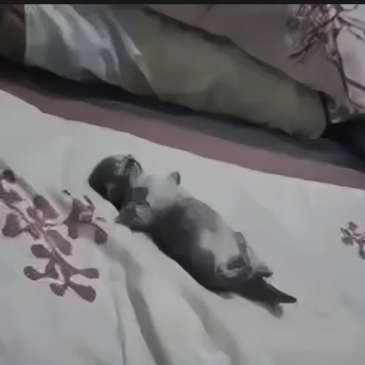 🍄 Стикер «cutecat^^» для Telegram