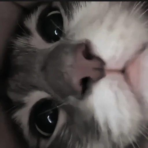 🍄 Стикер «cutecat^^» для Telegram