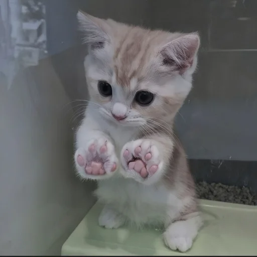 🍄 Стикер «cutecat^^» для Telegram