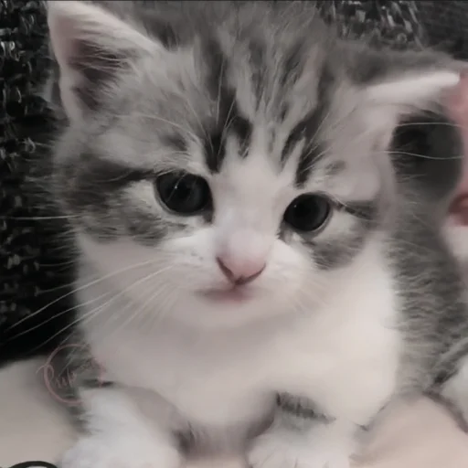 🍄 Стикер «cutecat^^» для Telegram
