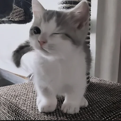 🍄 Стикер «cutecat^^» для Telegram