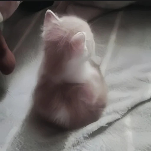 🍄 Стикер «cutecat^^» для Telegram